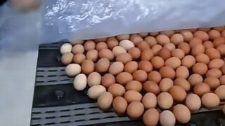 保健TV之超级磁疗床垫煮鸡蛋