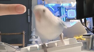 Please give me a bite of blueberry. I will do anything for blueberry.