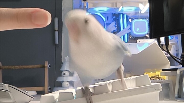Please give me a bite of blueberry. I will do anything for blueberry.
