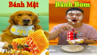 Thú Cưng TV | Đa Đa Thánh Chế #11 | Chó Golden Gâu Đần thông minh vui nhộn | Pets cute smart dog