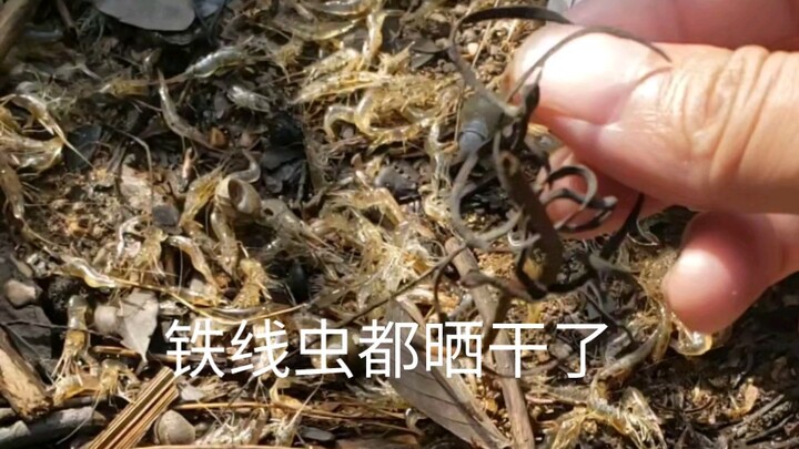 Sức sống của tôm khô quả thật kiên cường, dù giun sắt đã bị phơi khô đến mức kiệt quệ mà tôm vẫn còn
