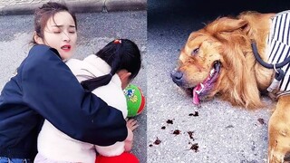 Tiểu Mễ | Cảm Động Tiểu Mễ Cứu Một Đứa Bé Không May Gặp Nguy Hiểm 😥 Gâu Đần Official