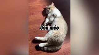 Con méo nhà tôi như con lợnnnnnn mèo cute cat