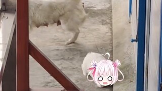 Anjing reparasi akan benar-benar lari jika mereka takut! ! !