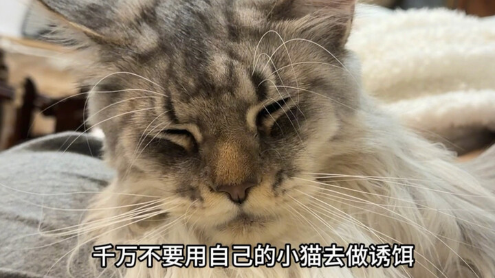 Several stray Maine Coon cats have been spotted in the residential complex!