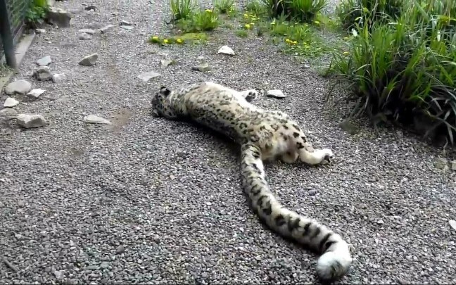 A big cat’s tail = the ultimate cat teaser rod