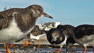 Turnstones - Turmstone Birds ที่ท่าเรือ St Ives ในคอร์นวอลล์