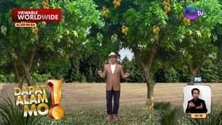 Manggang kalabaw, pinakamatamis na mangga sa buong mundo | Dapat Alam Mo!