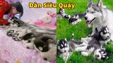 Thú Cưng TV | Gia Đình Ngáo Baby #1 | chó thông minh vui nhộn | Pets funny cute smart dog