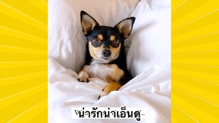 สัตว์เลี้ยงพื่อนขนปุย : น่ารักน่าเอ็นดู