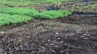 【活成自己想要的样子】每个清晨，都是重启人生的机会。不管昨天多累、多乱、多不顺，只要你还愿意起床、还愿意再努力一次，你就已经赢过很多人了。人生最怕的不是慢，