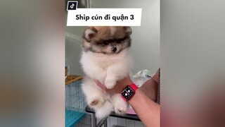 Ship cún đi quận 3 pomeranian phocsoc pom thucung chamsocthucung dongvat petlover doglover chomeodethuong cho chomeo pet