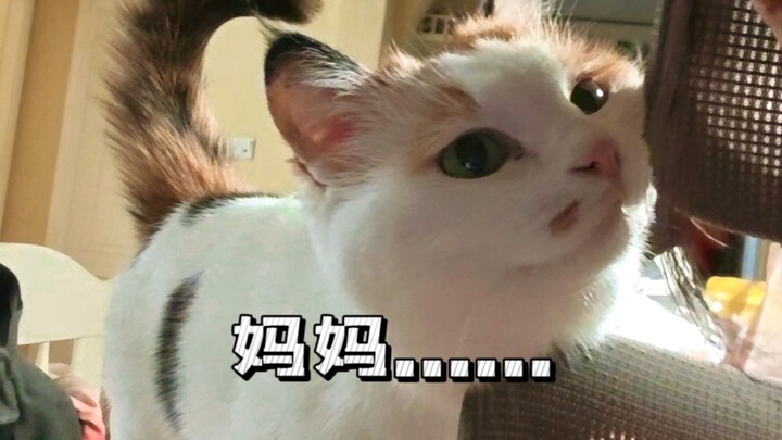 น้องแมวสวัสดี น้องแมววิ่งไปบนสนามฟุตบอลจนสะดุดขาตัวเอง