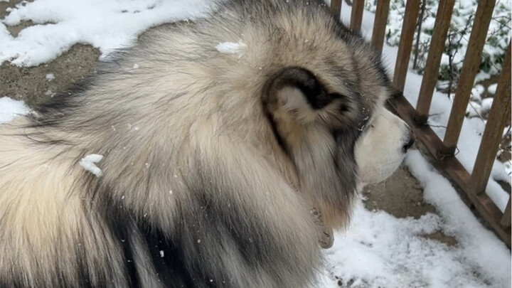 It’s snowing, but my Alaskan Malamute isn’t happy at all.
