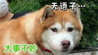 哈礼鹿很好，大家放心！至于我…别管我了…