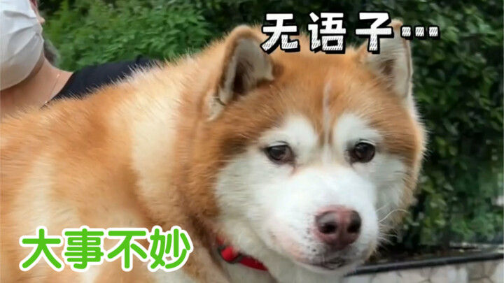 ฮาหลี่ลู่ดีมาก ทุกคนวางใจได้! ส่วนฉันน่ะ...อย่าสนใจฉันเลย...