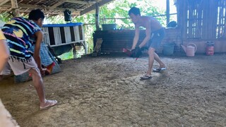 Straight Gilmore vs Gold