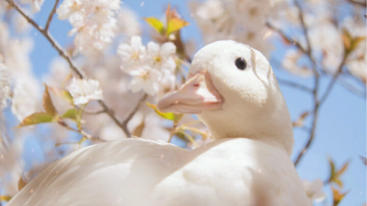 Con vịt hôm nay có vị hoa anh đào.