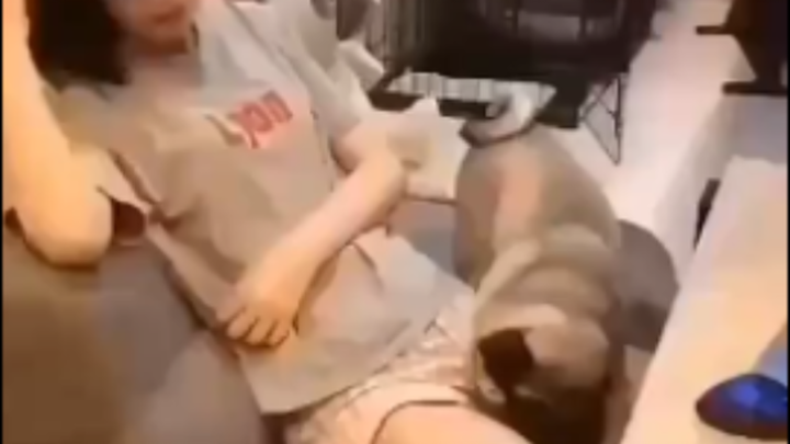 Chó bull rất ngoan, tôi cũng muốn nuôi một con.
