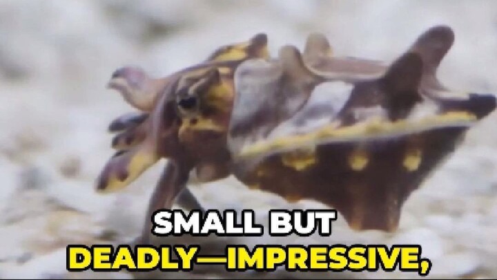 Flamboyant Cuttlefish: Tiny but Fearless