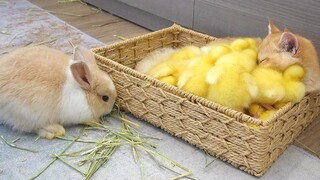 小鸭子跳进篮子里和猫猫一起睡觉，不安分的小兔兔到处跑