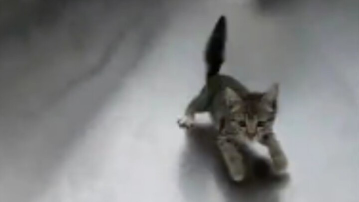 Mèo của tôi đâu rồi?