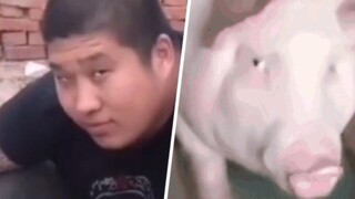 虎哥与猪