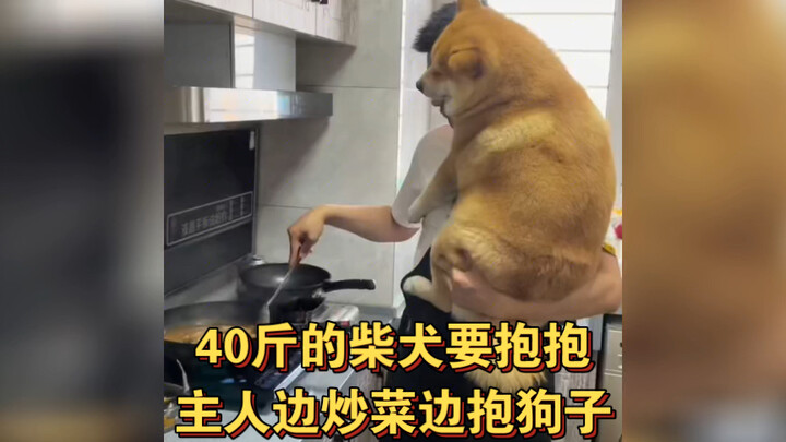 40-jin Shiba Inu wants a cuddle—owner cooks while cradling the pup, but netizens are going wild argu
