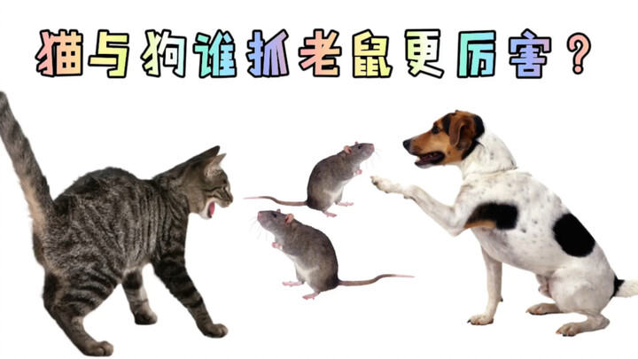 Cats and dogs, who is better at catching mice? The former's performance makes Xiao He very angry, wh