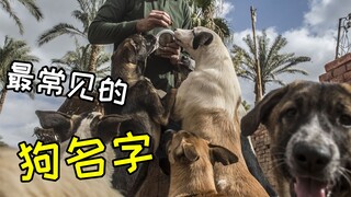 Is this the most common dog name you've heard?