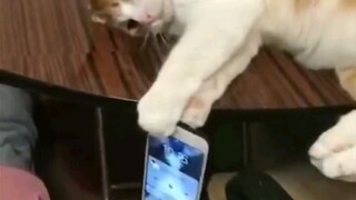 Kucing level maksimal, kucing juga bisa melakukan gerakan seperti ini!