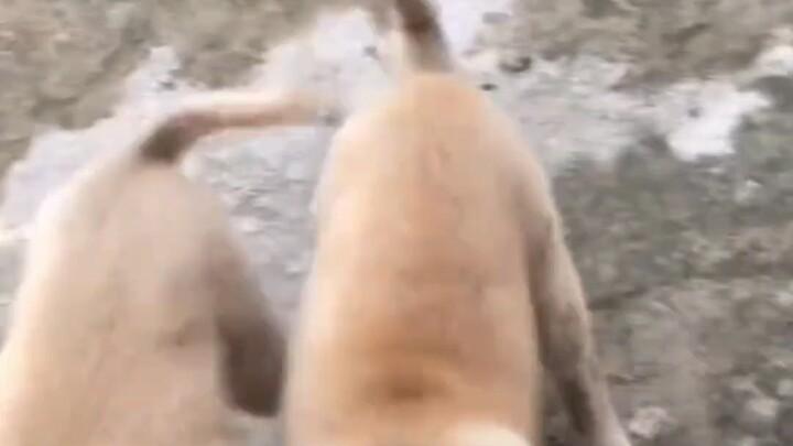 Let me share Little Fatty’s bumpy journey—a resilient little dog who’s learned to stand on his own; 
