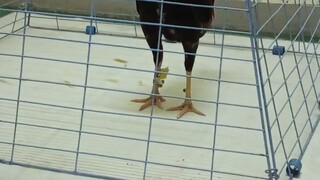 ylh cross gb fantastic ella lines win @ san juan coliseum