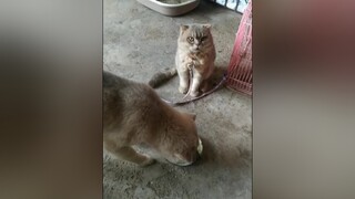 Bông vẫn ham ăn như mọi ngày...cunyeucuadua yeucho yeuchomeo cún cúncon chó chómèo chócon chókhôn yeuchomeo chócute pet dog dogsoftiktok