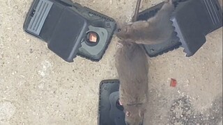 Menangkap tikus seperti ini sangat hebat!