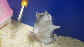 Động vật|Thưởng thức hành vi khó hiểu của chuột Hamster