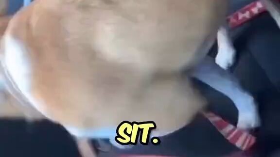 Watch till end🤣