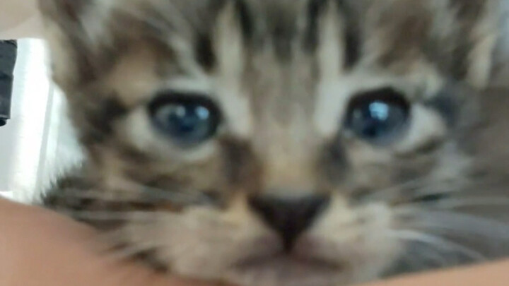The little tabby cat Grandma won back while playing mahjong