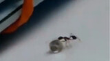 An ant stole a diamond from a human jewelry store. Fortunately, the clerk stopped him in time, other