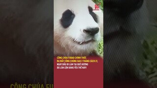 Công chúa Fubao chính thức ra mắt công chúng sau 2 tháng cách ly