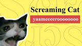 Screaming Cat Meme |  Yamato Cat | Nguồn Gốc Chú Mèo Khóc Lóc Kêu "Dừng Lại Đi" | Từ Điển Internet
