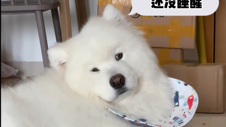 【Samoyed】How good-natured is the Samoyed?