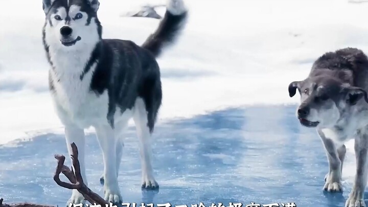 Nonton “The Call of the Wild” Sekaligus Sampai Selesai