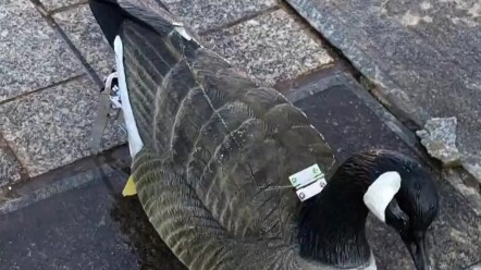 Duck: Not gonna braise me? Then I’m off!
