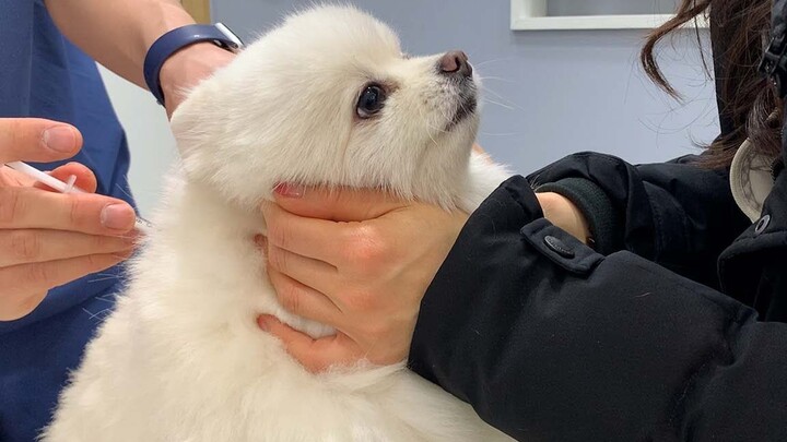 A 6-year-old dog and a 6-month-old puppy have completely different reactions to getting a shot…