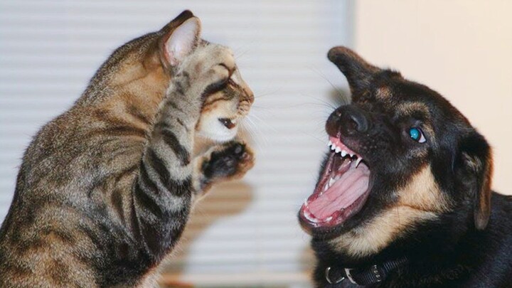 Cat vs. Dog Showdown!