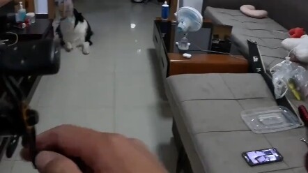 Mồi rùa câu chó – hiếm có trên đời