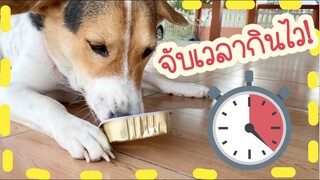 โลกของแสนดี ตอน ท้าแข่ง มีหมาตัวไหนกินเร็วกว่านี้มั้ย?