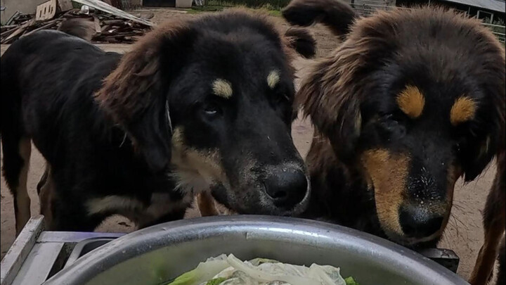 The Mongolian Mastiff siblings thoroughly enjoyed the dish of braised pork with cellophane noodles.