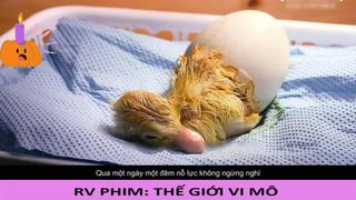 Nhặt được quả trứng hỏng cậu bé tự ấp nở thành vịt #reviewphim